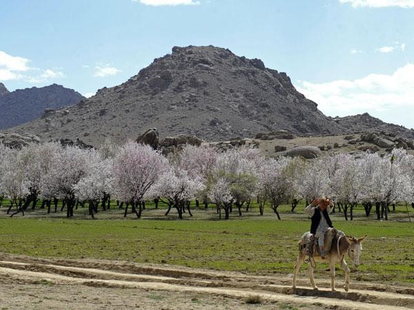 AWCC taps Optiva for charging & policy control in Afghanistan