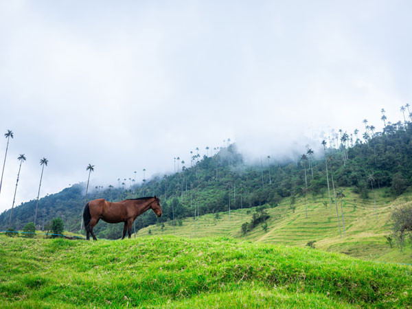 Speedcast and Eutelsat OneWeb inaugurate teleport facility in Colombia